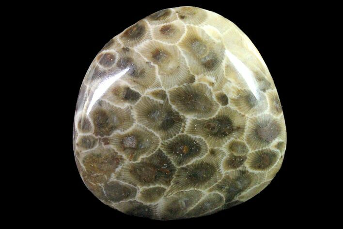 Polished Petoskey Stone (Fossil Coral) - Michigan #162041